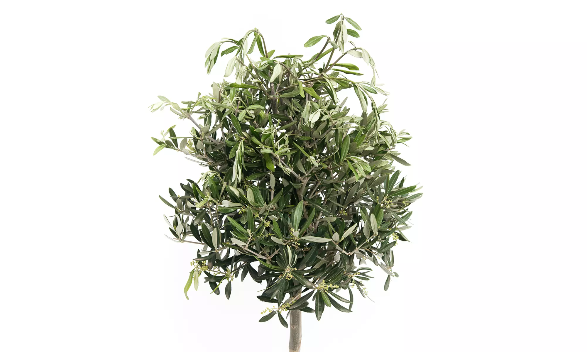 1 of 2 XXL rustieke olijfbomen