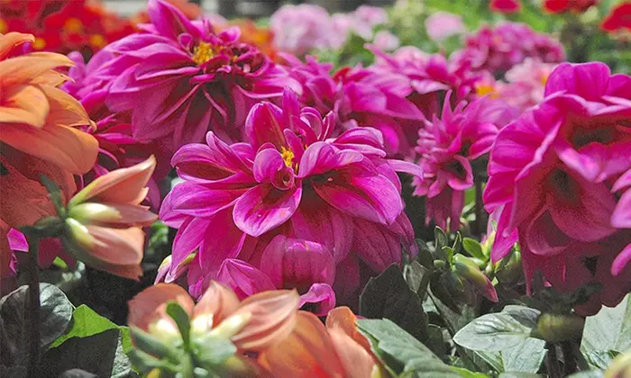 $19 for $30 Worth of Plants and Gardening Supplies at Garden World - Primary Image