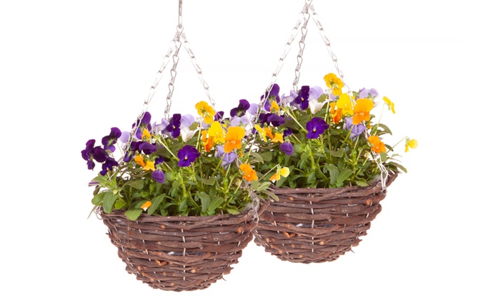 Two Winter Pansy Hanging Baskets Groupon 7252