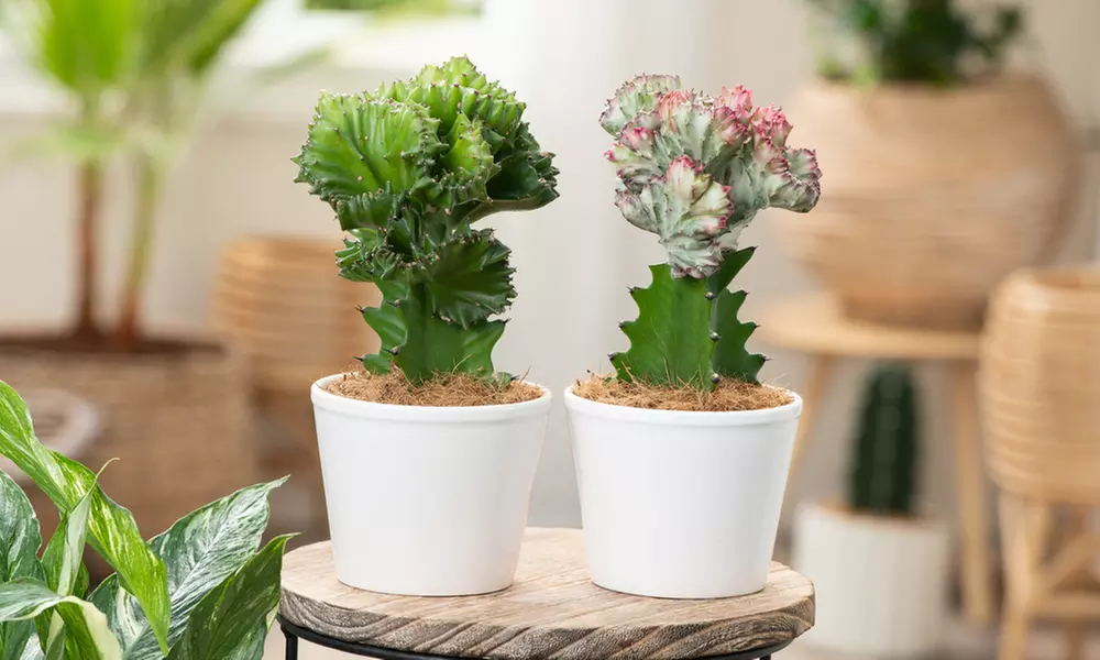 Assortiment de 2 plantes Euphorbia Lactea Cristata et Euphorbia Lactea Frankii - Primary Image