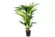 1x oder 2x luftreinigende Kentia-Palme (Howea Forsteriana) - Second Medium