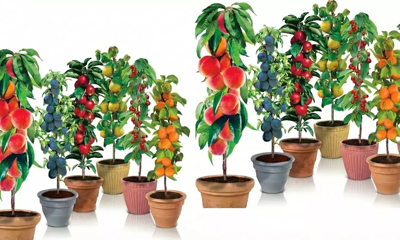 Set di 4, 6, 8 o 12 alberi da frutto a colonna