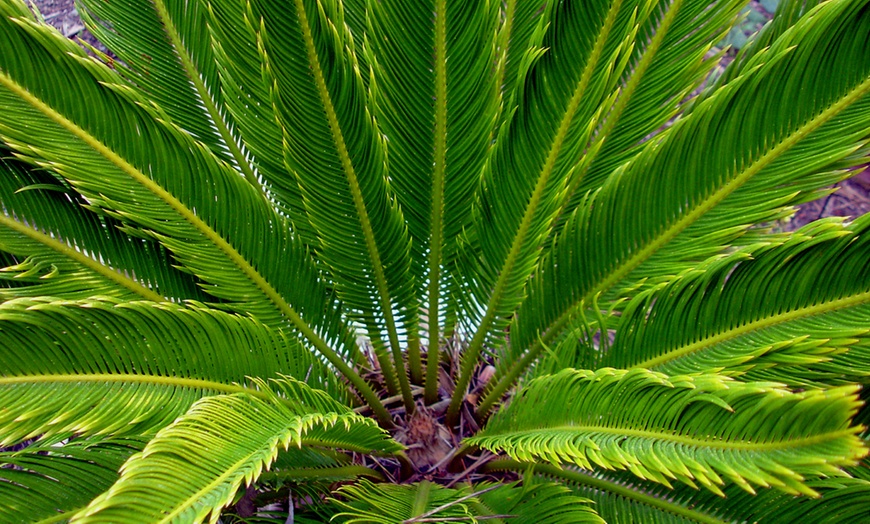 Set of Two Cycad King Sago Palms | Groupon