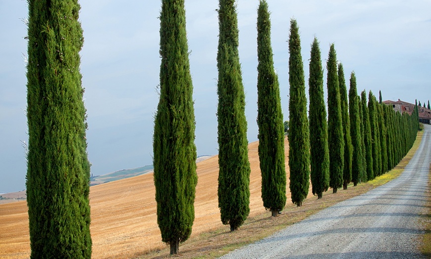 Image 4: Two Large Italian Cypress Trees, 120-140cm