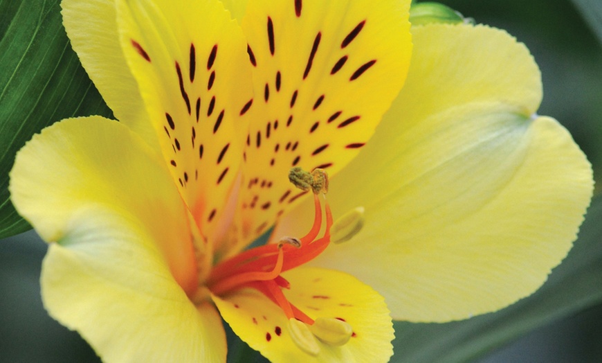 Image 5: One, Three or Six Plants of Lucky Dip Alstroemeria Peruvian Lily Mix