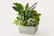 Festive Plants for Your Home! Same-Day Christmas Live Plants from ProFlowers (Up to 45% Off) - Second Medium