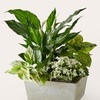 Image 1: ProFlowers: Same-Day Live Plants for Life's Special Moments (Up to 45% Off)