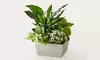 Same-Day Beautiful Plants from ProFlowers for Every Milestone Celebration (Up to 50% Off)