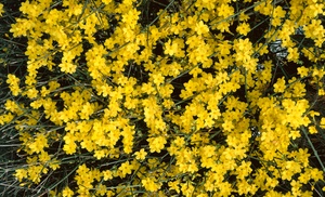 Winter Flowering Yellow Jasmine