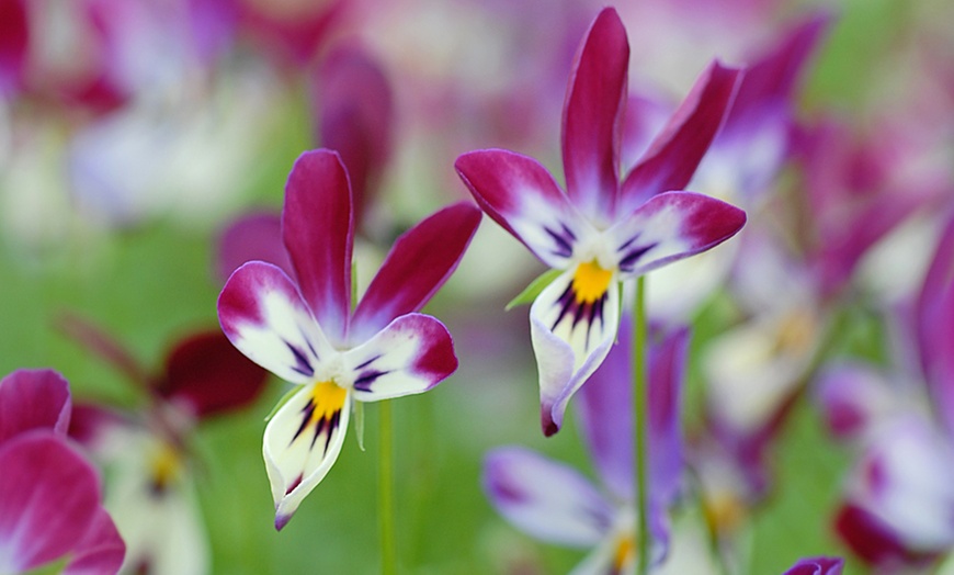 Image 3: Viola Bunny Ears - 5 or 10 Plants