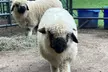 Up to 53% Off on One Hour Petting Animals & Farm Tour for One, Two, or Four at Acres of Joy Ranch - Second Medium