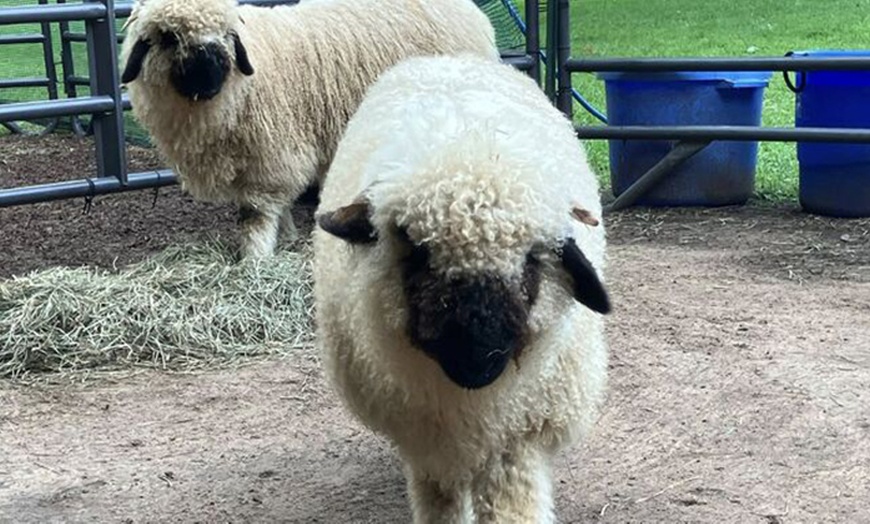 Image 5: Experience One Hour Petting Animals & Farm Tour for One, Two, or Four 