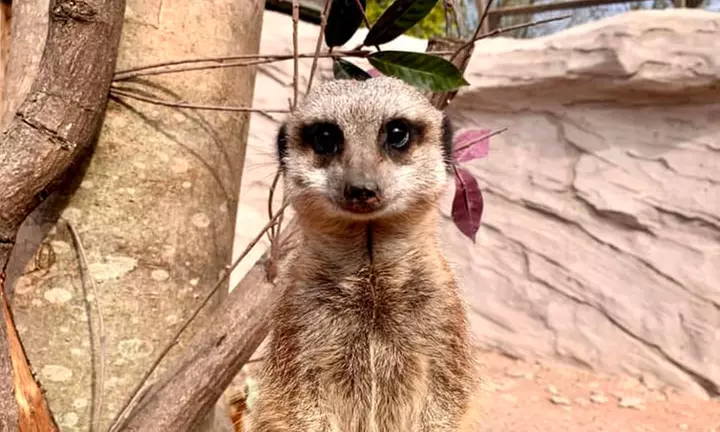 Embark on a Wild Adventure at Up to 58% Off at Exotic Zoo!