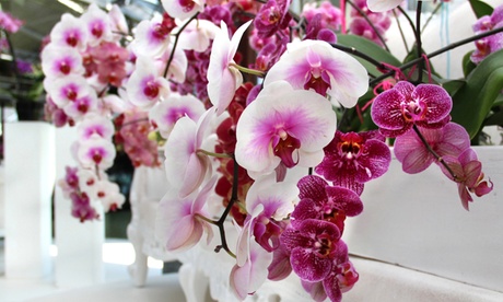 1 o 2 piante di orchidee di falena rosa o bianche