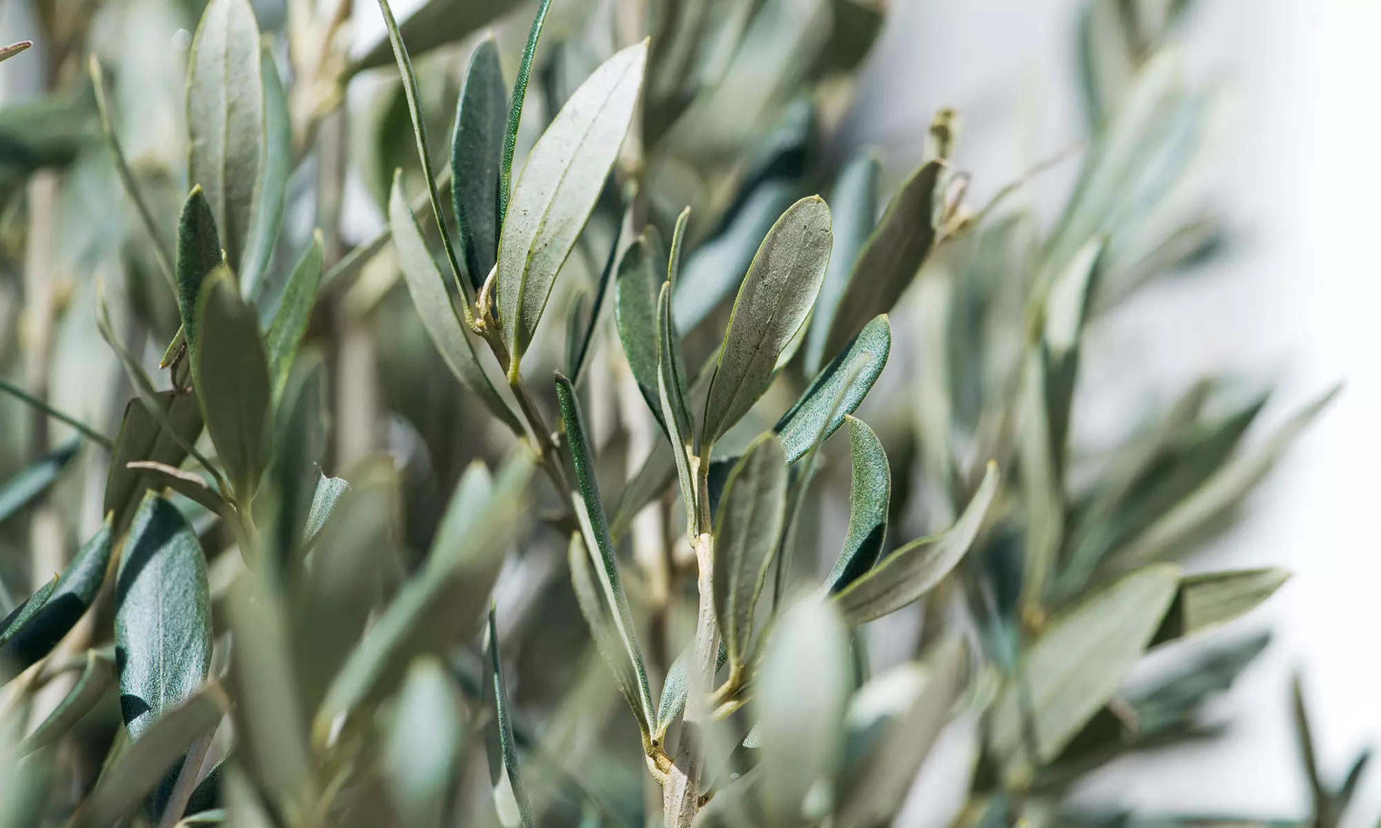 1x oder 2x winterharter Olivenbaum