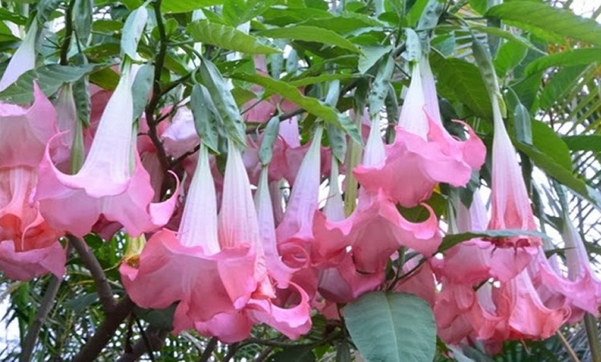 Image 2:  Brugmansia Plant Collection