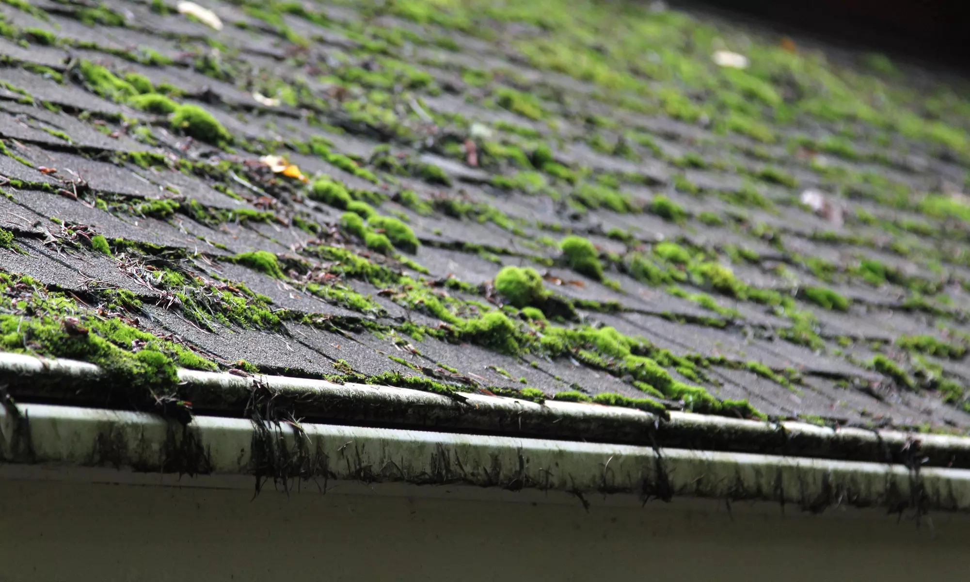 Roof Moss Removal with Blow Off from Max Clean (Up to 60% Off). Four Options Available. - Primary Image