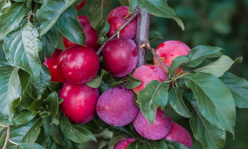 Image 2: Lot de 3, 5 ou 10 arbres fruitiers fuseaux