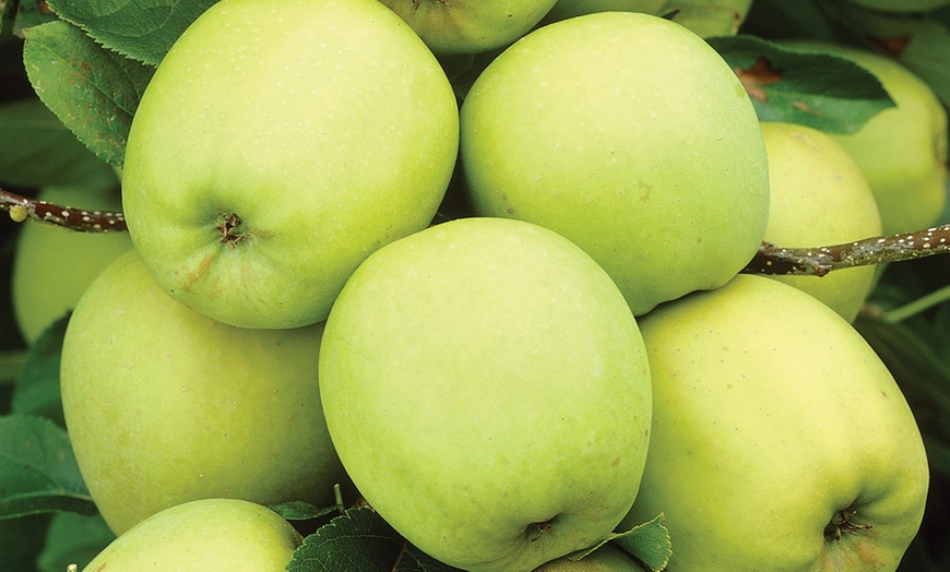 Image 8: Patio Fruit Trees