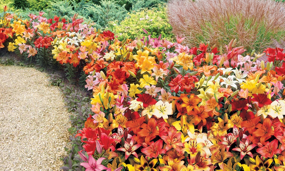 25, 50 or 100 Lily Asiatic Ground Cover Bulbs