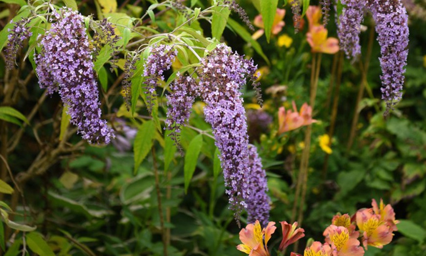 Image 3: Buddleja Davidii Wisteria Lane in 3L Pot