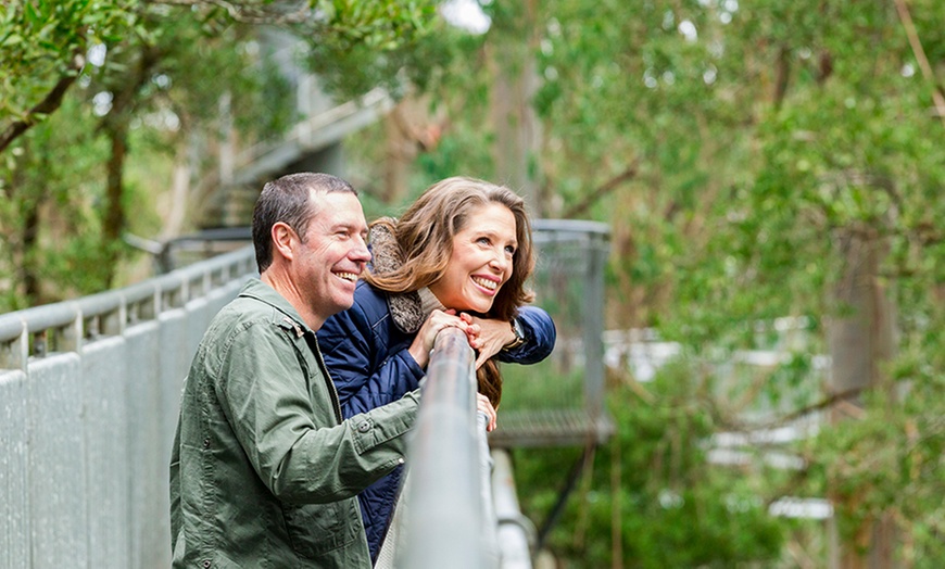 Image 3: Otway Fly Treetop Walk