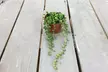 Mixed Selection of Hanging Houseplants - Potted Plants - Second Medium