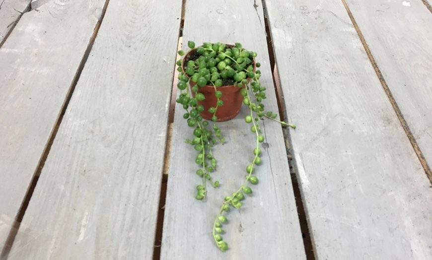 Image 2: Mixed Selection of Hanging Houseplants - Potted Plants