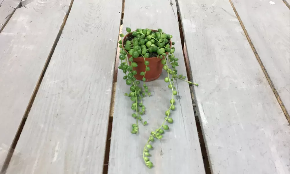 Mixed Selection of Hanging Houseplants - Potted Plants