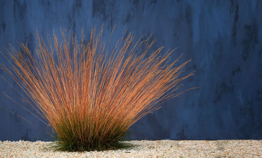 Image 2: Festuca 'Sunrise' Hardy Perennial Grass