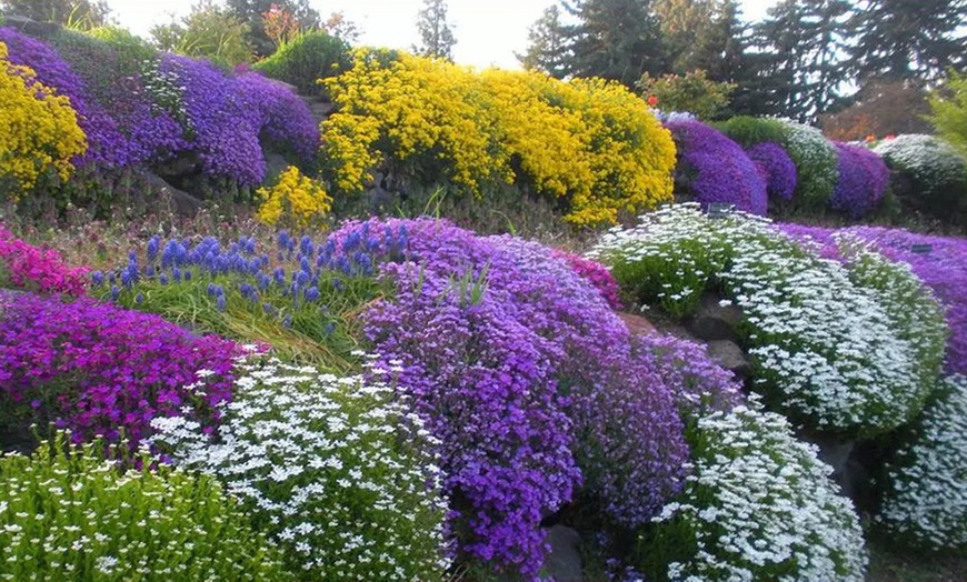 Image 1: Alpine Rockery Plants