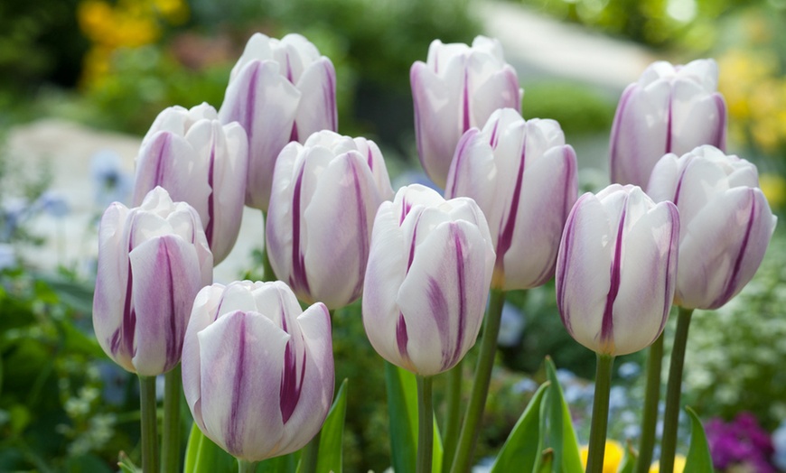 Image 5: 1 ou 2 lots de 30 bulbes de tulipes de Rootz