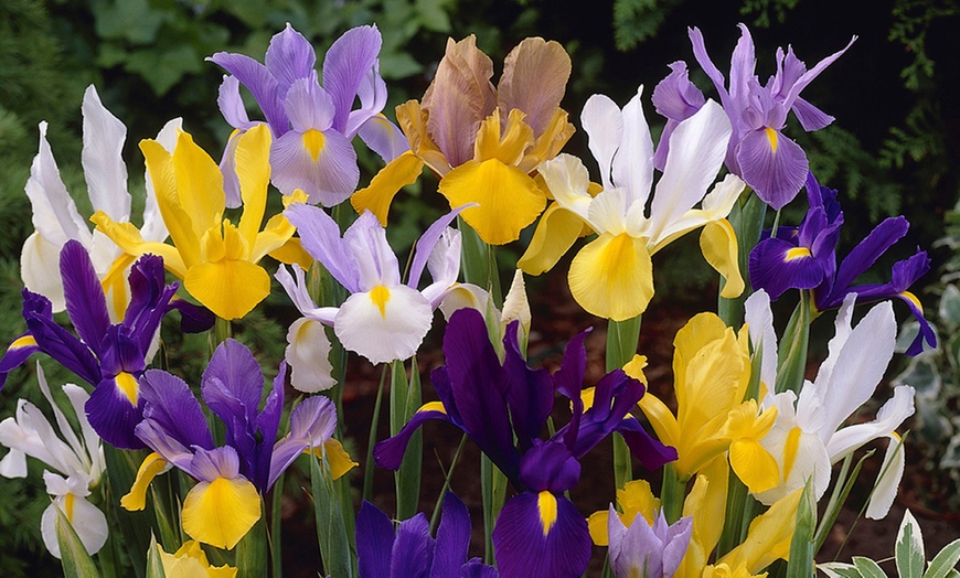 Image 4: 300 Spring Flowering Garden Bulbs