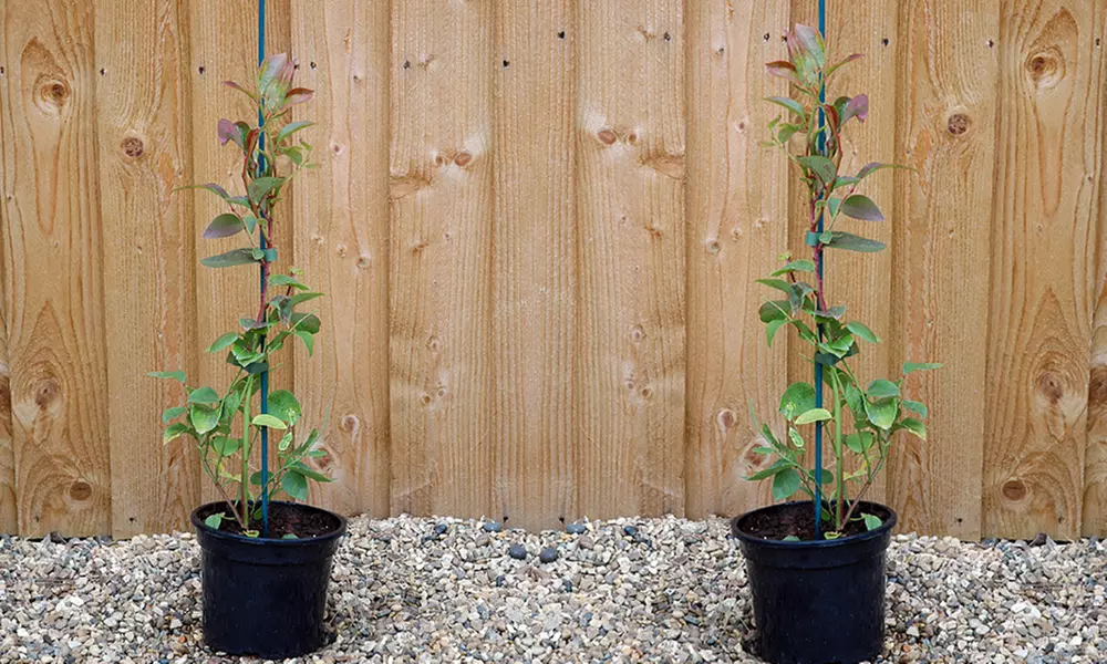 2 ou 4 Plantes de Myrtille 2 variétés - Second Medium