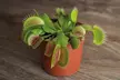 Venus Fly Trap Houseplant – 1 or 3 Potted Plants - Image 3