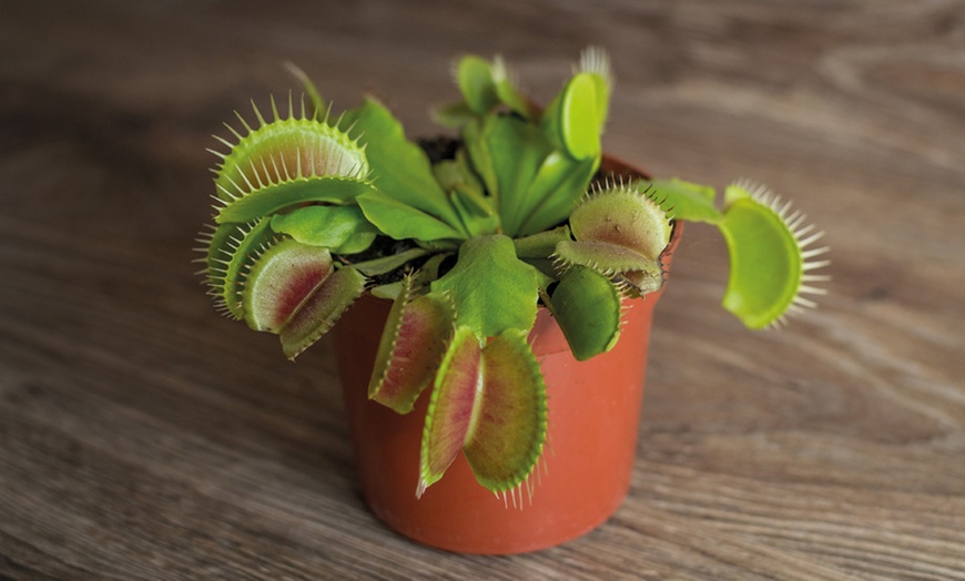 Image 3: Venus Fly Trap Houseplant – 1 or 3 Potted Plants