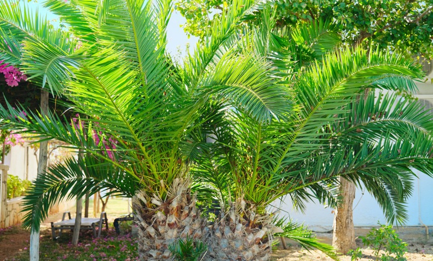 Image 1: One or Two Canary Island Phoenix Palm Trees