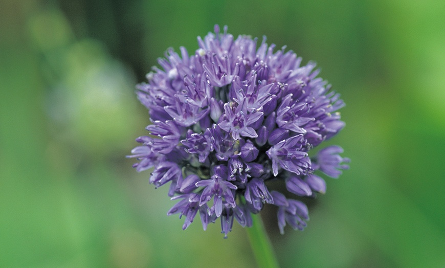 Image 3: 100 or 200 Bulbs of Allium Bumper Pack 