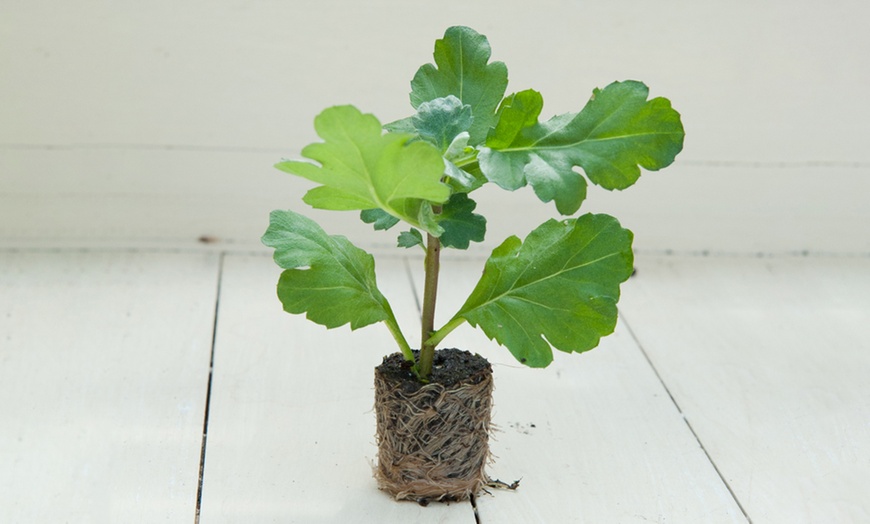 Image 3: Mixed Chrysanthemum Plants