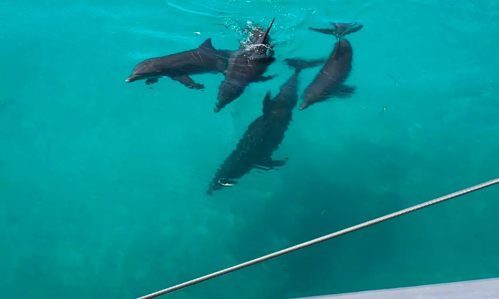Sunset Sail and Dolphin Search Aboard Honest Ecos Sailing Catamaran (Up to 30% Off) - Second Medium