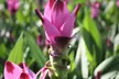 1, 2 ou 4 plants de curcuma Al Siam Splash 50-70 cm ou 80-100 cm, livrés en pot - Image 6