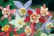 Aquilegia Mrs Scott Elliott - 12 or 24 Plants - Image 2