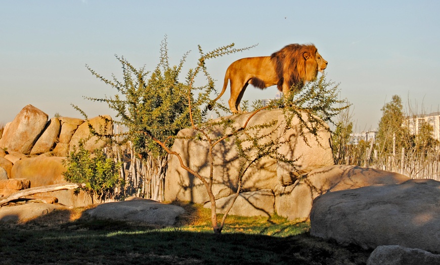 Image 6: ¡Descubre la selva en la ciudad en Bioparc Valencia!