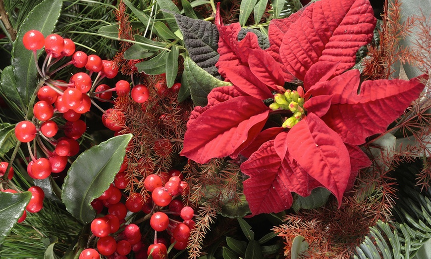 Image 3: Kerstster plant