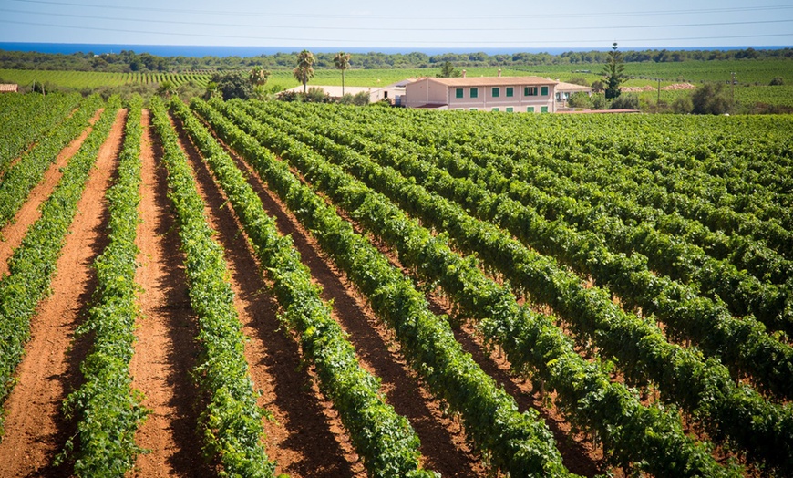 Image 7: Visita guiada y cata de vinos para 2 o 4 personas 