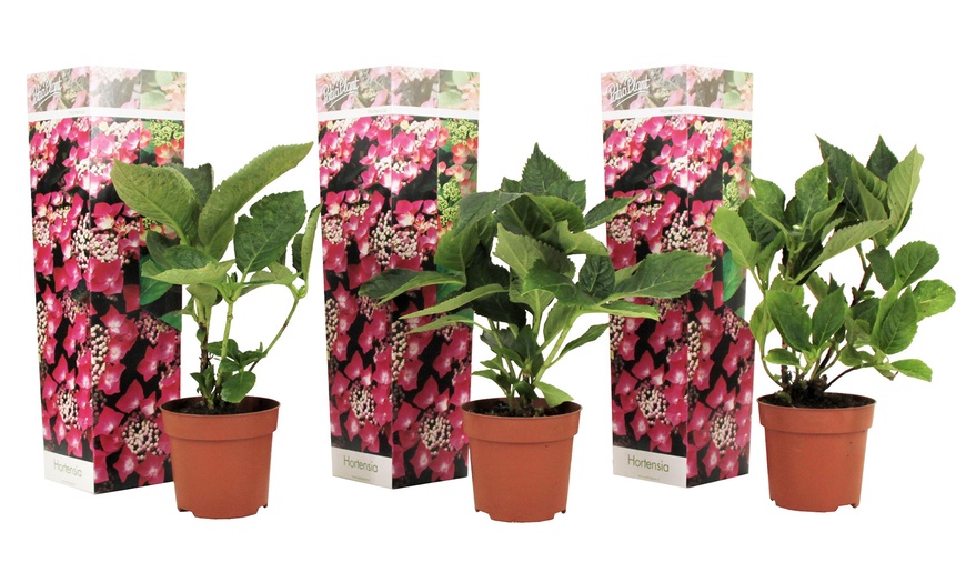 Image 10: Lot de 3 ou 6 hortensias Teller