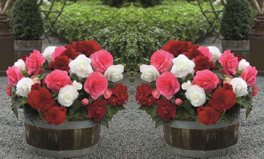 Image 5: Begonia Vibrant Blooms for Gardens