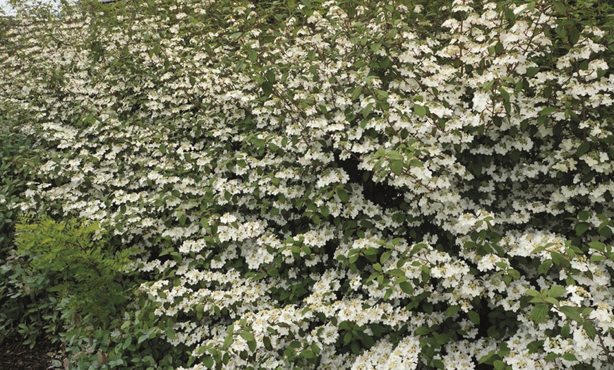 Image 6: Viburnum 'Kilimanjaro Sunrise' - Up to 3 Potted Plants