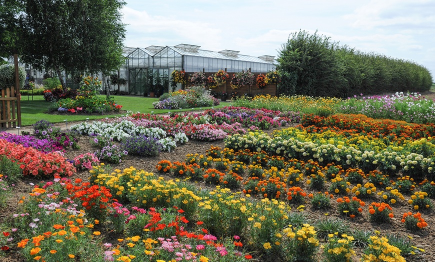 Image 1: 48 Summer Bedding Plants £8.99