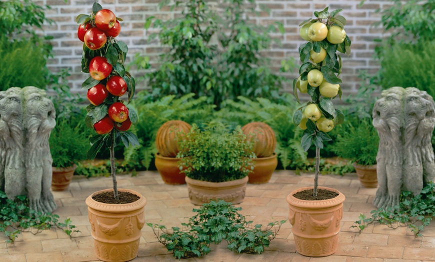 Image 4: Dwarf Mini Fruit Tree Collection – 3 or 5 Potted Plants
